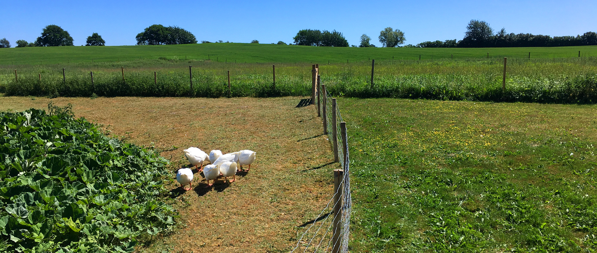 Gæs på græs på Kullemosegaard