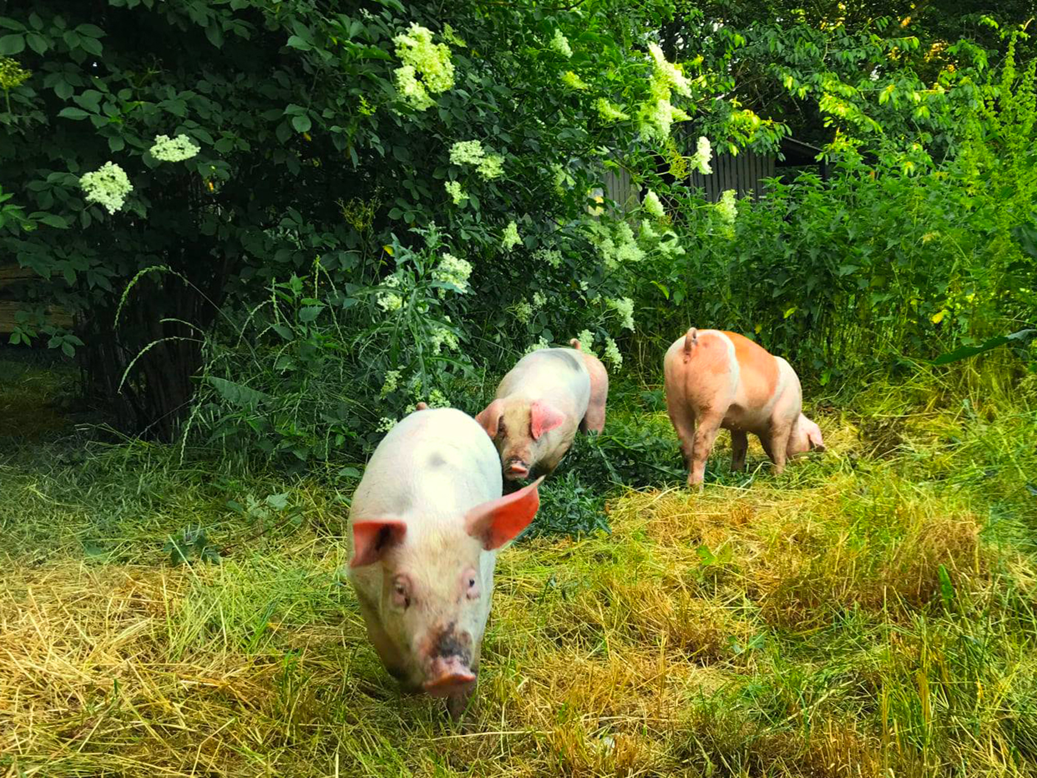 Grise på Kullemosegaard