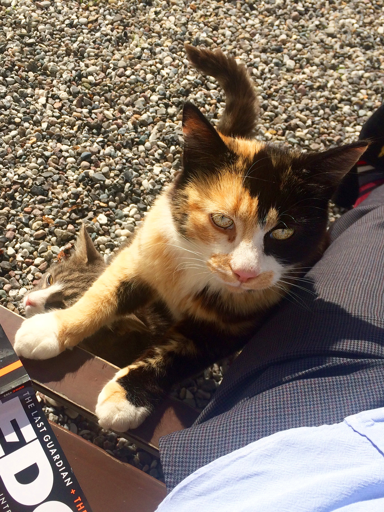 Flot skildpaddefarvet kat